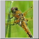 Libellula quadrimcatulata - Vierflecklibelle 05.jpg
